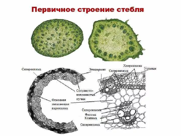 Анатомическое строение стебля травянистых растений