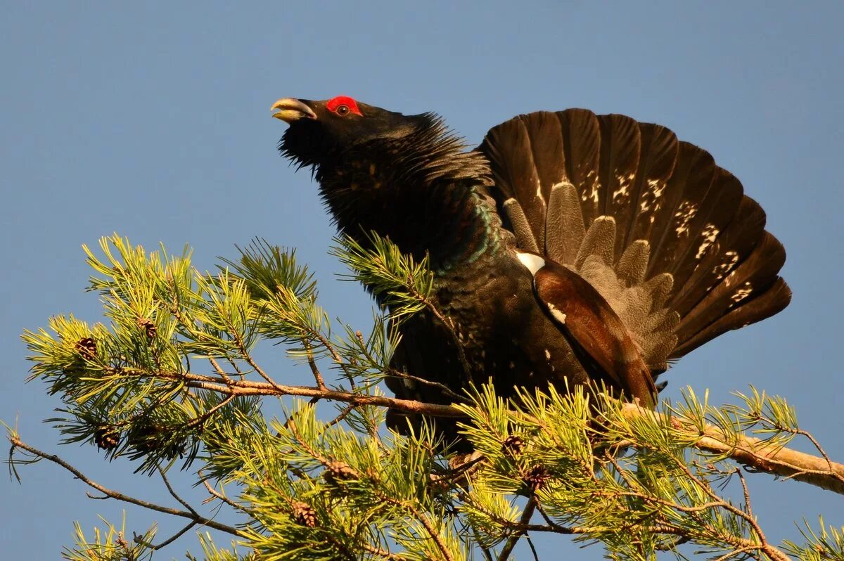 глухариные зори. глухариная песня. глухариные зори. лапы глухаря. глухариные зори.