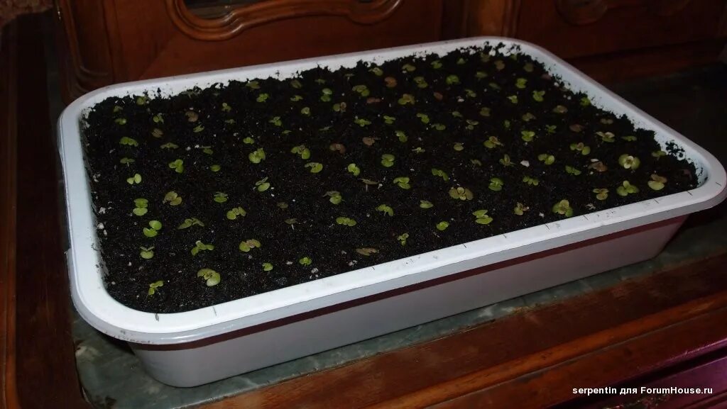 энотера всходы рассады. примула мелкозубчатая семена. примула бесстебельная рассада. пикировка примулы. примула бесстебельная рассада.