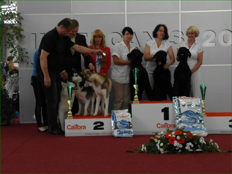 Конкурс выставка собак. Крафт выставка собак. Победители выставки собак. Выставка собак кошек в Москве.