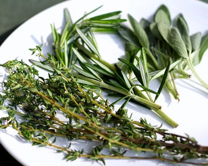 Розмарин лекарственный гербарий. Какую траву добавить. Зелень для украшения. Петрушка шалфей розмарин и тимьян. Что заготавливают у душицы обыкновенной.