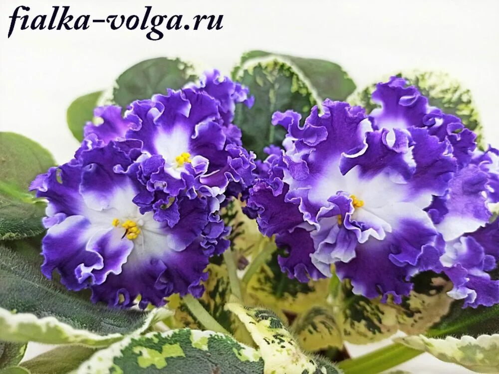 Сенполия ян нарядная. Фиалка квазар. Фиалка нд квазар. Фиалка нд квазар. Фиалка барракуда.