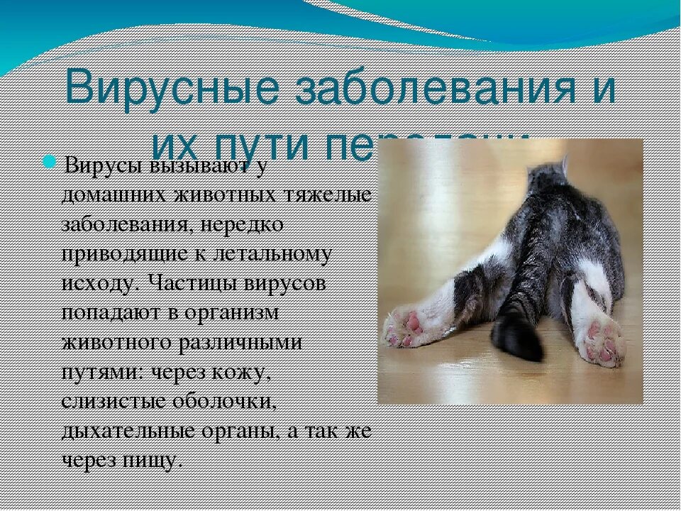 Вирусы заболевания животных. Вирусные заболевания кошек. вирусные заболевания у котят. инфекционные заболевания заболевания кошек. заболевания у кошек симптомы.
