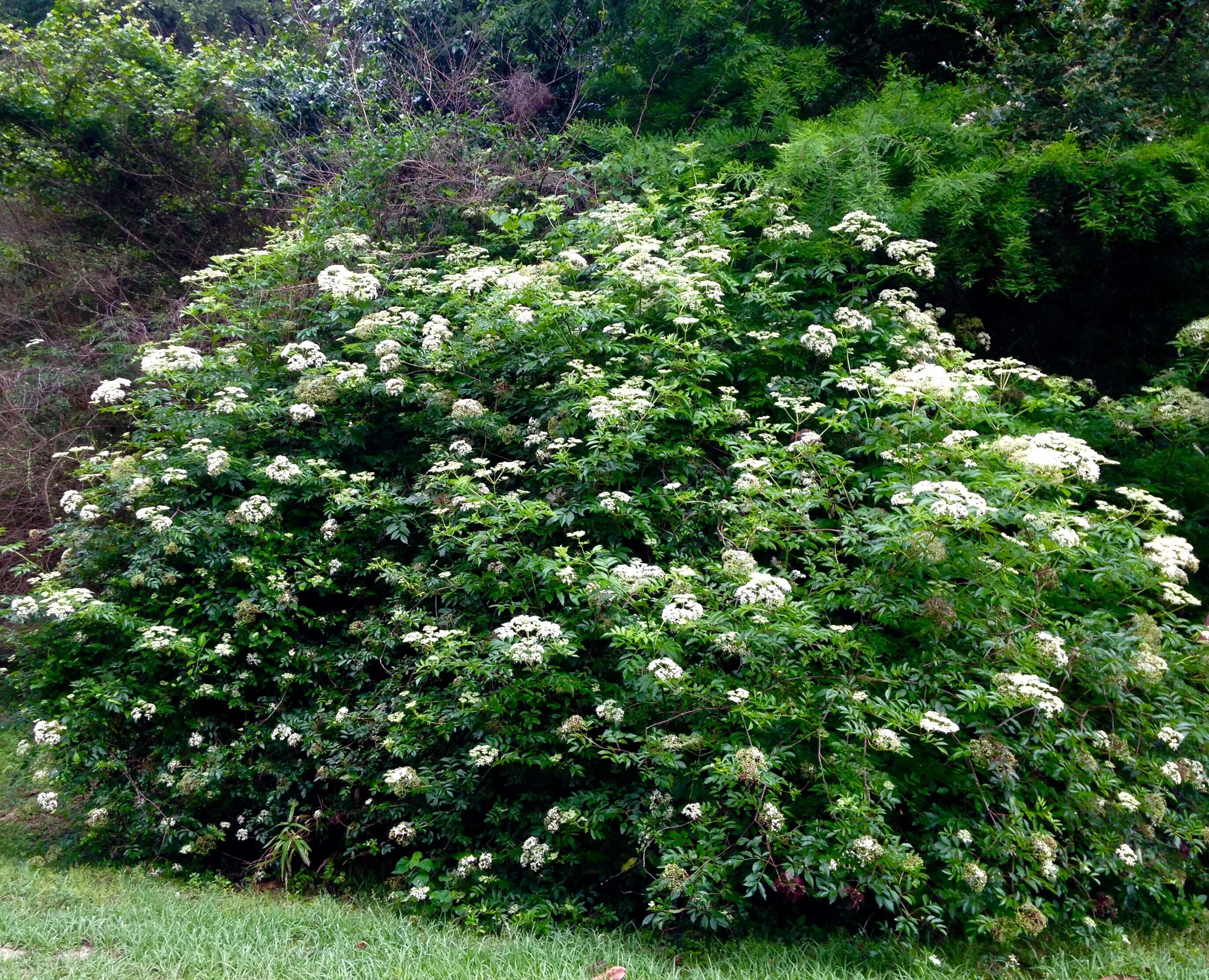 кустик рос. спирея лесная дикая. бузина кистистая куст. кустик рос. тамарикс бисерник.