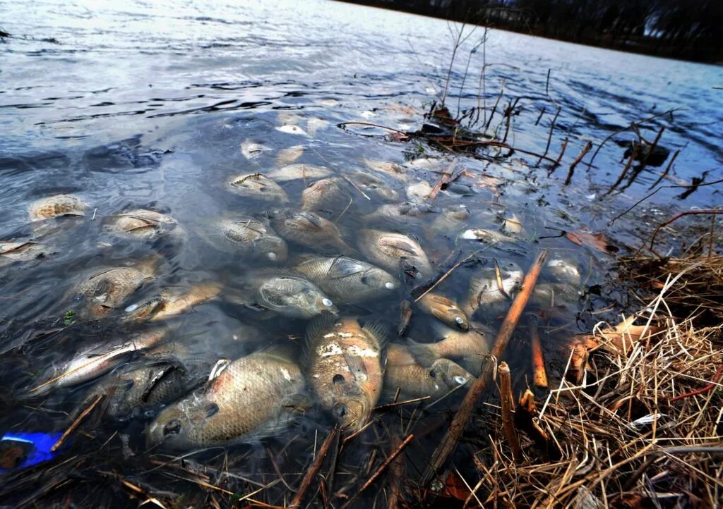 Рыбы в загрязненной воде. Мертвые животные в грязной воде.