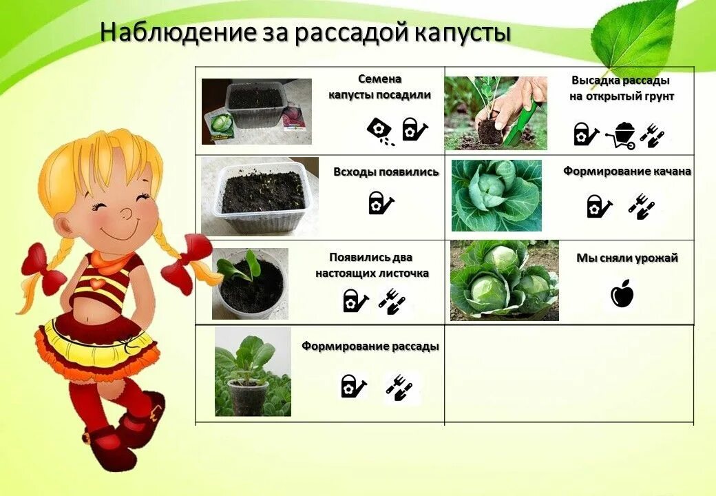 Наблюдения за растениями в детском саду