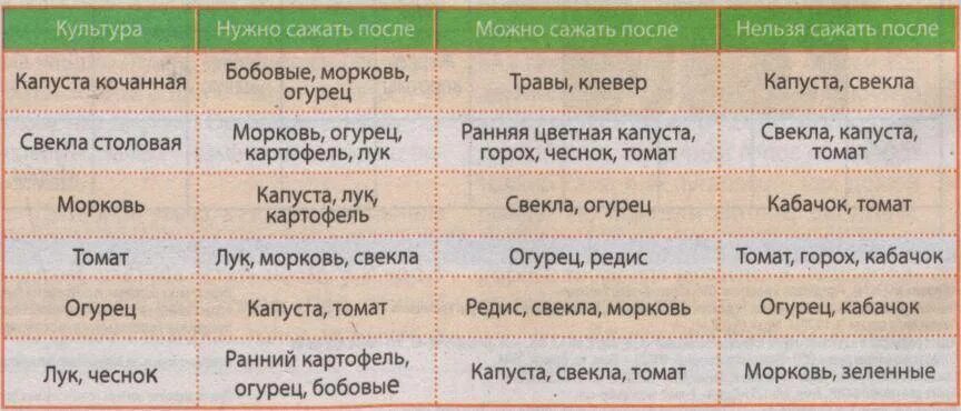 Что сажать после огурцов на следующий. После чего сажать морковь и свеклу весной в открытый грунт. После каких культур можно сажать морковь. После чего сажать морковь. После чего сажать морковь на следующий год.