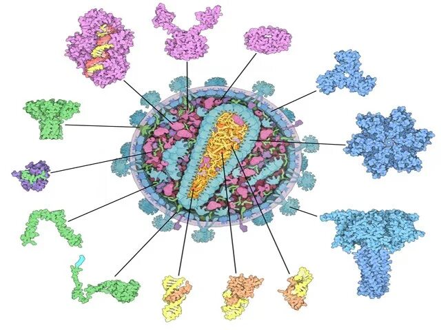Белки вич. Клетка ВИЧ. Белки вируса иммунодефицита человека. Строение ВИЧ белки.
