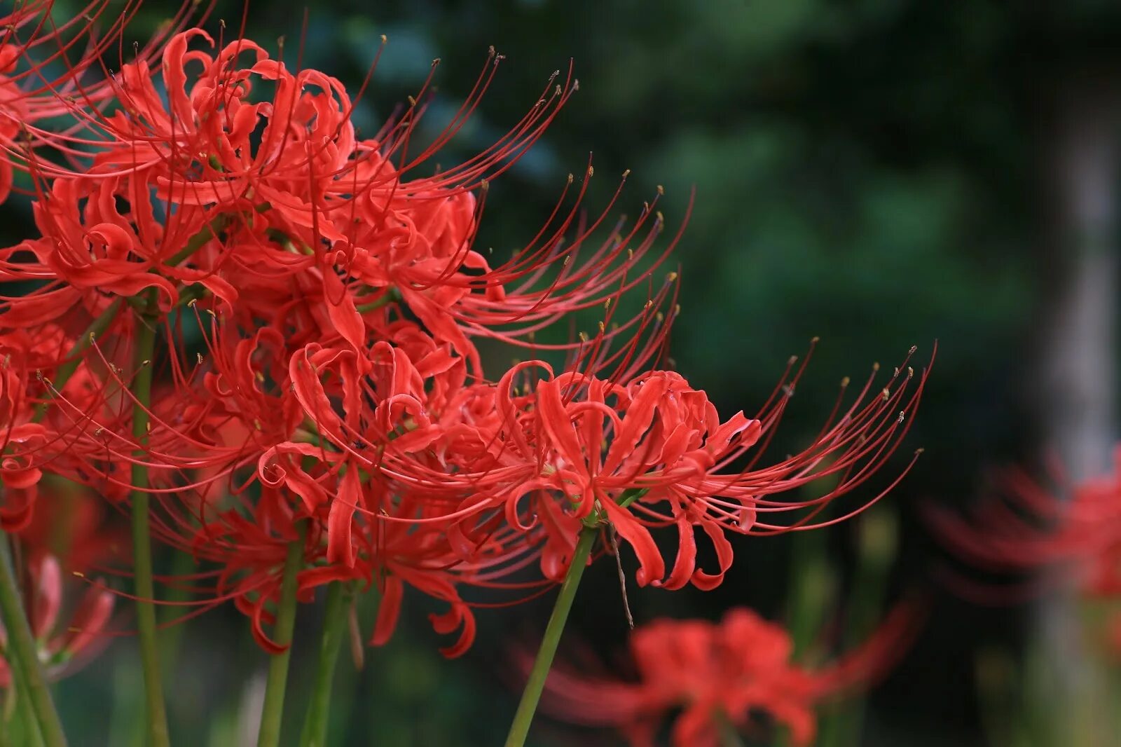 Хиганбана. Red Spider Lily (Higanbana. Хиганбана Цна. Цветок красный паук. Tokyo red