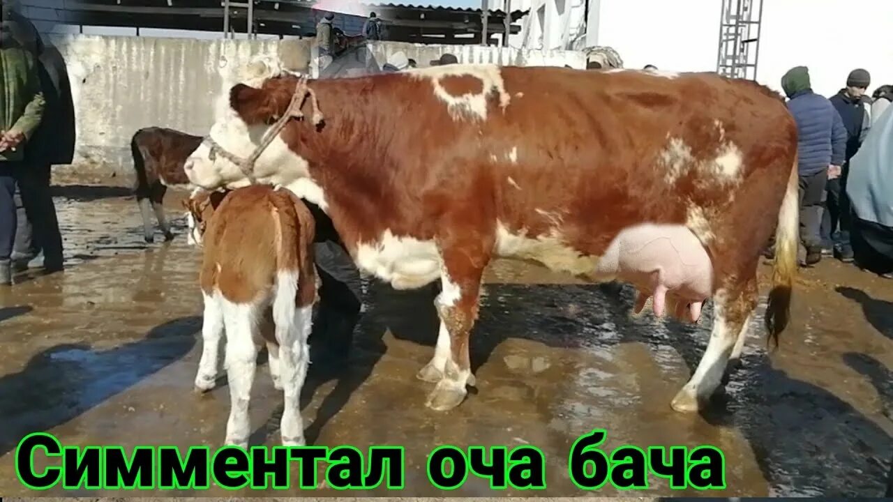 Оча бача. Мол. Оча бача. Сементал. Спитаменка куркат.