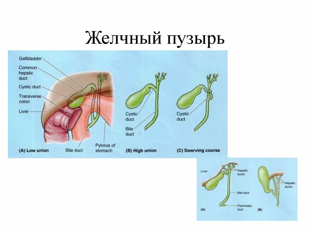 Анатомия желчного пузыря и желчных путей " Beauty and Success - Cтроительный жур