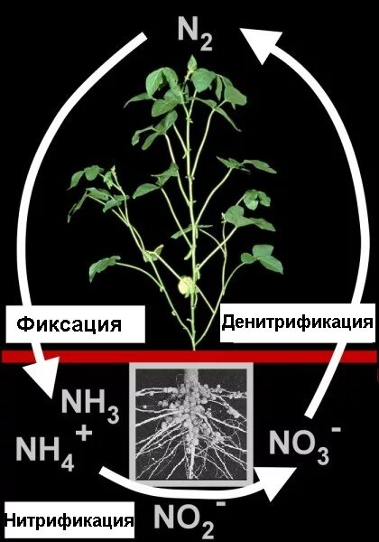 Значение азота в почве. Круговорот азота нитрификация. фиксация азота в почве. фиксация азота в природе. фиксация азота растениями.