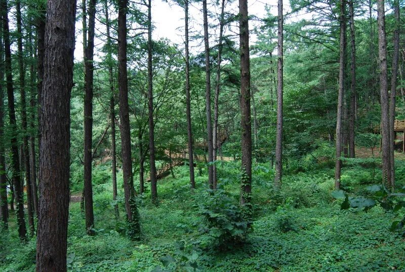 Ли леса. Леса Южной Кореи. Южная Корея бамбук. Корейские леса корейские леса. Лесные ресурсы Южной Кореи.