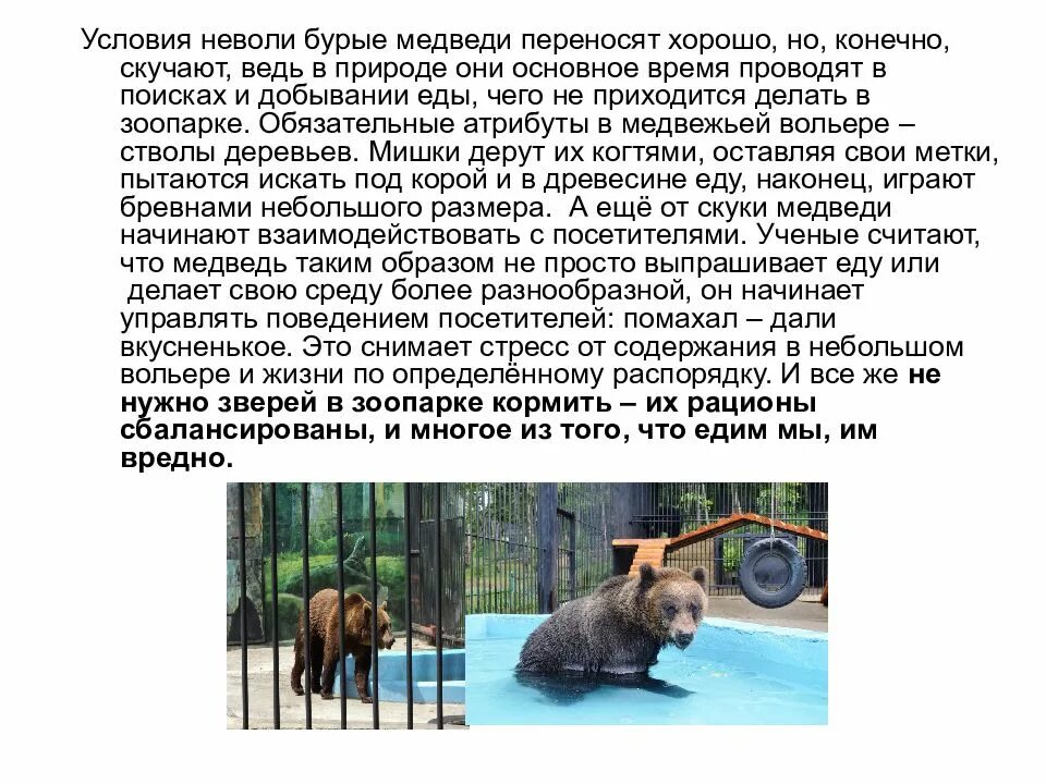 Бурый медведь огэ информатика. Зоопарк содержание медведь. бурый медведь презентация. бурый медведь продолжительность жизни в неволе.