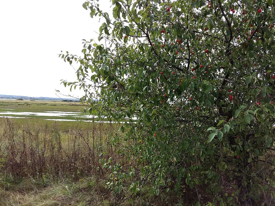 Муратбеков дикая яблоня