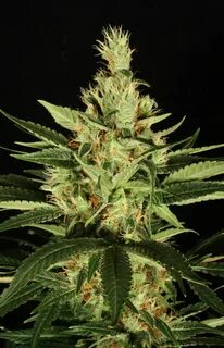 Indica дата выхода