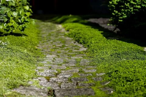 Зарасти травой почему