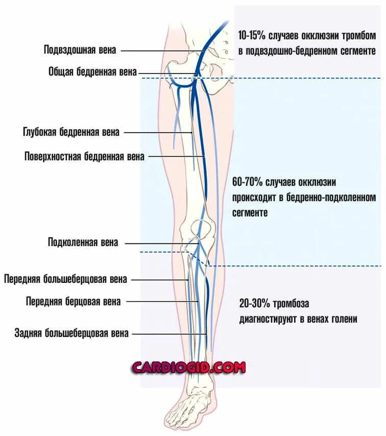 Карта вен нижних конечностей. Бедренная Вена анатомия схема. Большая подкожная Вена ноги (Vena saphena Magna). Бедренная Вена нижней конечности. Подвздошные вены нижних конечностей.