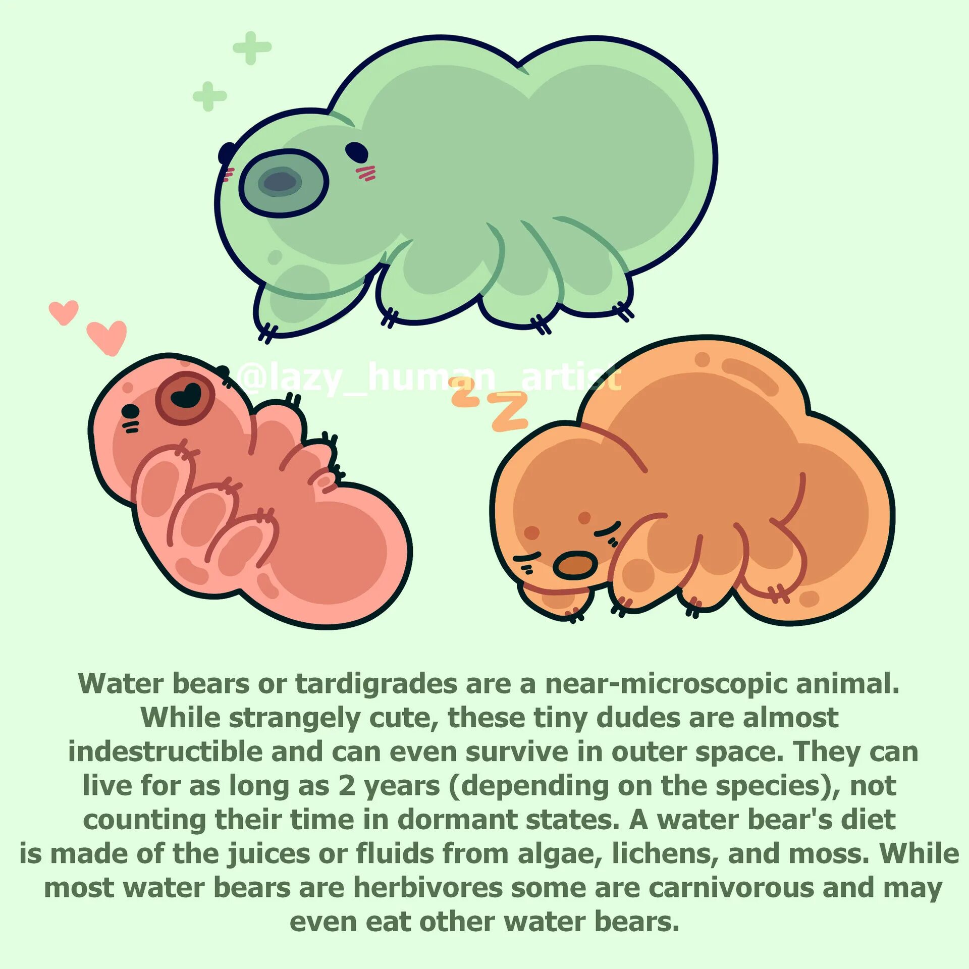 Water Bear перевод. Тексты the Lazy Bear. Water Bear doesn't Care биология. Water Bear pairing. Under bear перевод