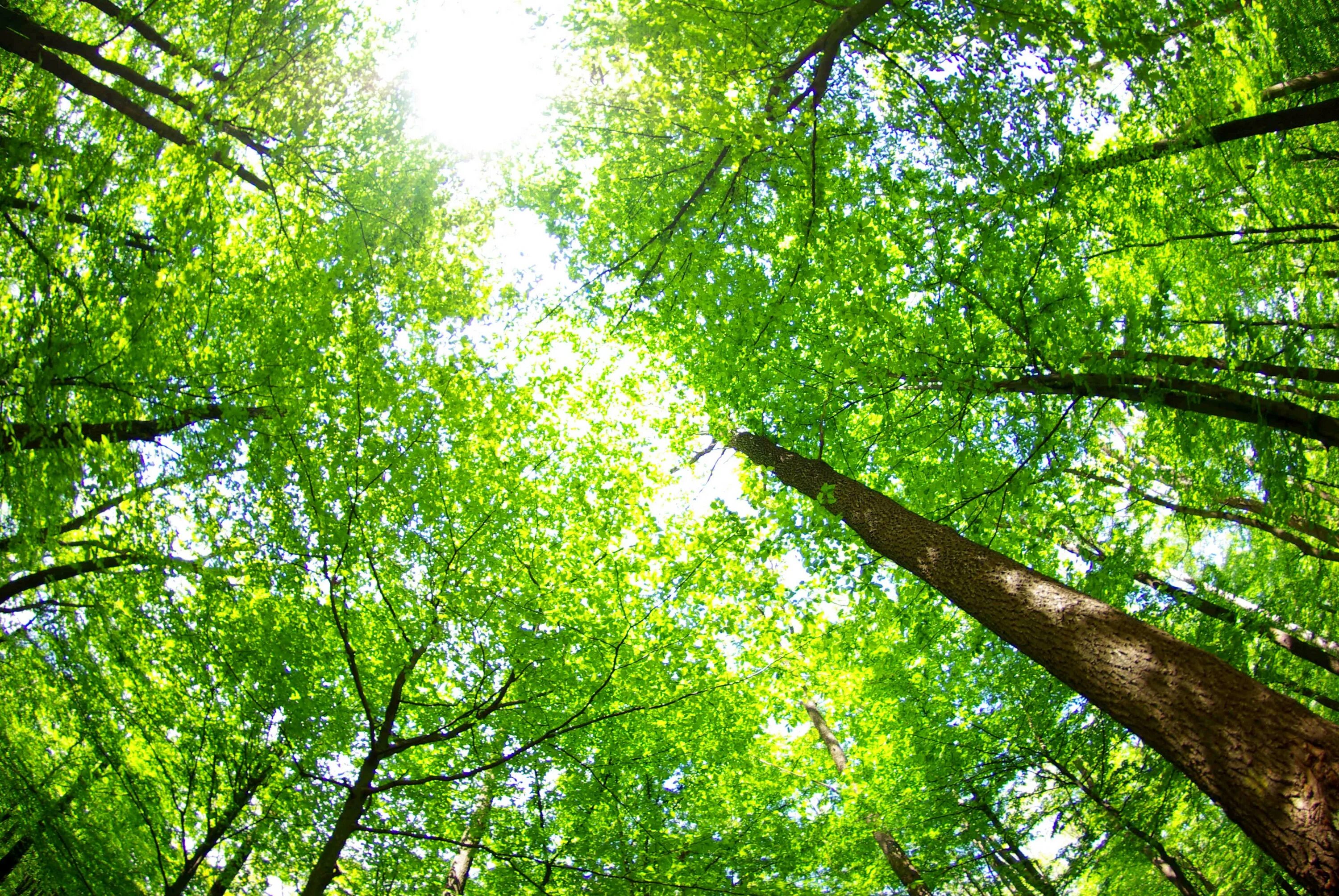 Bottom view. Деревья вид сверху. Кроны деревьев джунгли снизу. Отражение в небоскребе. Высотки вид снизу.