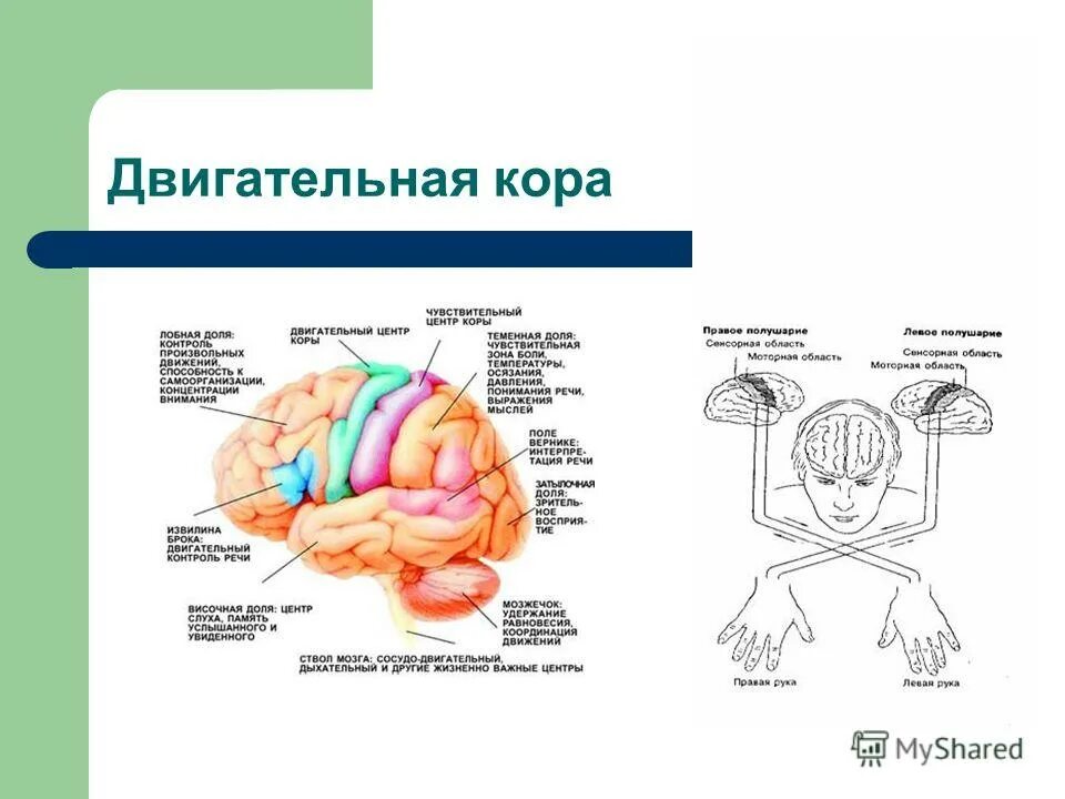 Центр управления мозгом. Двигательные центры коры головного мозга. Отделы головного мозга и двигательные центры. Двигательный центр коры функции.