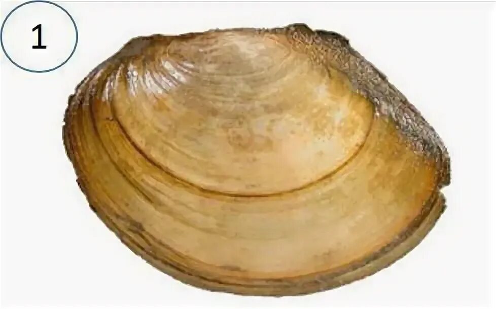 Наличие годичных колец раковины мидии. Внешнее строение раковины перловицы. Моллюск arctica islandica. Возраст мидии. Двуякорная мидии.