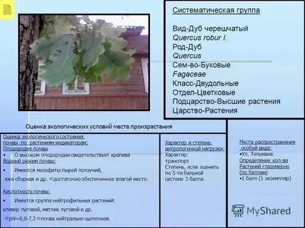 Систематическая группа дуба