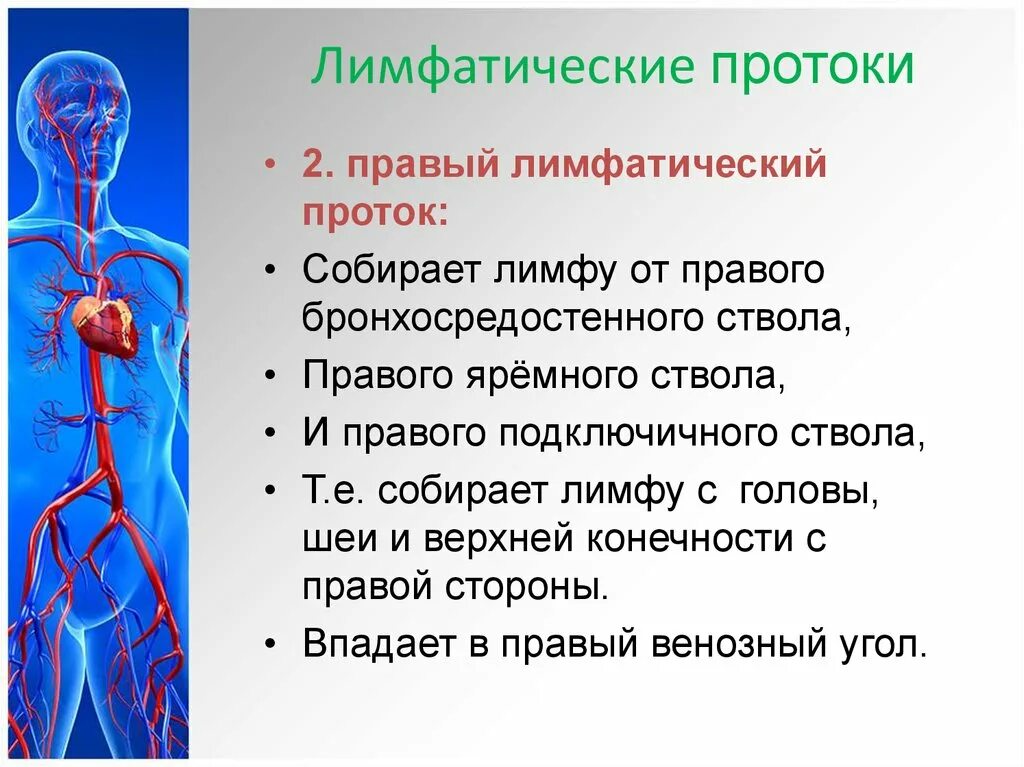 Сердце лимфатические сосуды. Лимфатические протоки. Право лимфатический проток. Правый лимфатический проток. Правый лимфатический проток собирает лимфу.