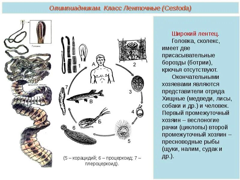 Червь широкий лентец. Цикл развития широкого лентеца. Широкий лентец окончательный хозяин. Ленточные черви широкий лентец жизненный цикл.