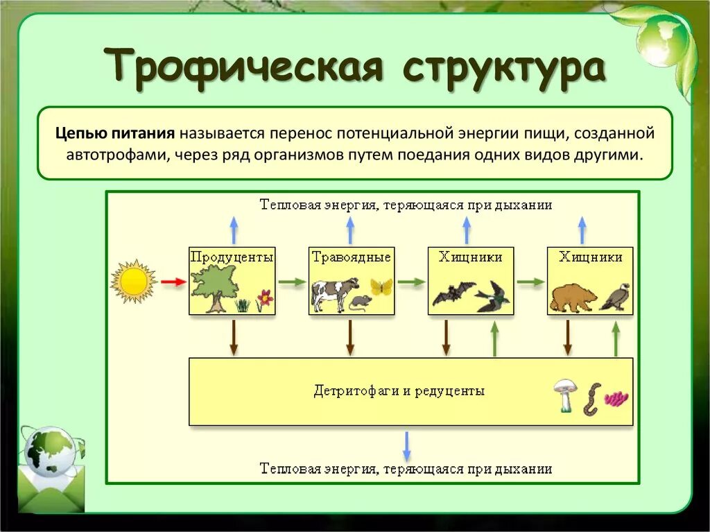 Биология 11 класс би2310401. 11 Класс биология трофическая структура. Структура трофической цепи. Ципи питания графические цепи. Трофические уровни экосистемы биология.