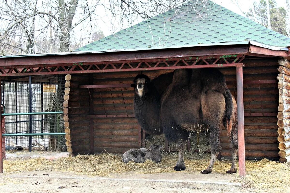 Зоопарк Лимпопо. Зоопарк Нижний Новгород. Г. Нижний Новгород, зоопарк Лимпопо. Животные зоопарка Лимпопо Нижний Новгород. Зоопарк нижний новгород сайт