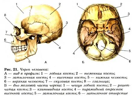 Схема строения черепа