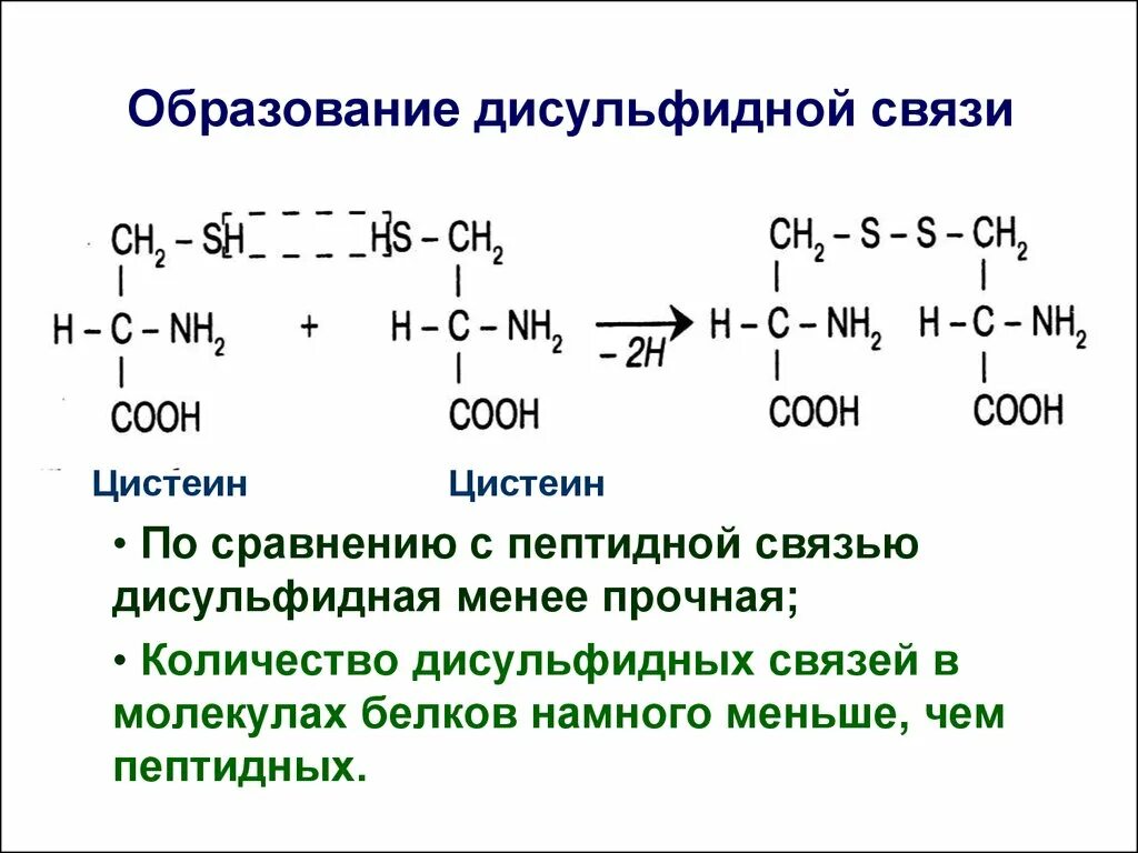Дисульфидная связь образуется между