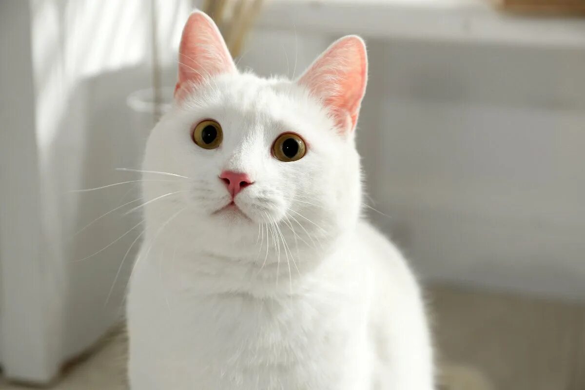 Полностью белый кот. Као мани. као мани котята. породы кошек као-мани као-мани. взрослые као мани.