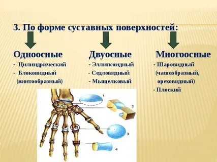 Формы суставных поверхностей