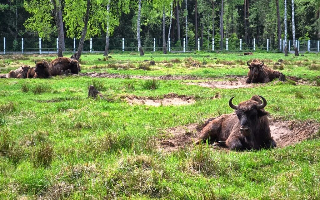 Национальный парк брестской области