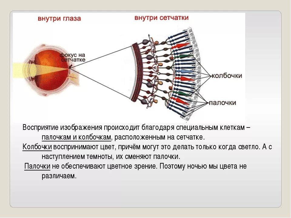 Восприятие глаза человека