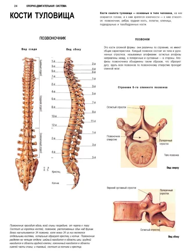 Кости позвонка человека анатомия. Кости скелета туловища человека. Позвоночник человека кости скелета. Кости скелета туловища позвонок.