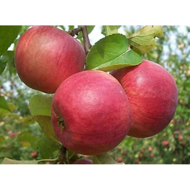 Яблоня сорт Жигулёвское. Сорт яблони Вильямс Прайд. Сеянец Кинга яблоня.