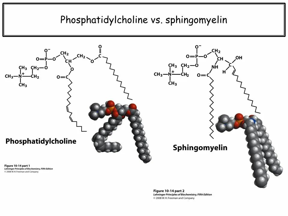 Фосфатидилхолин это. Лецитин фосфатидилхолин структурная формула. Сфингомиелин структурная формула. Лецитин фосфатидилхолин. Формула сфингомиелина биохимия.