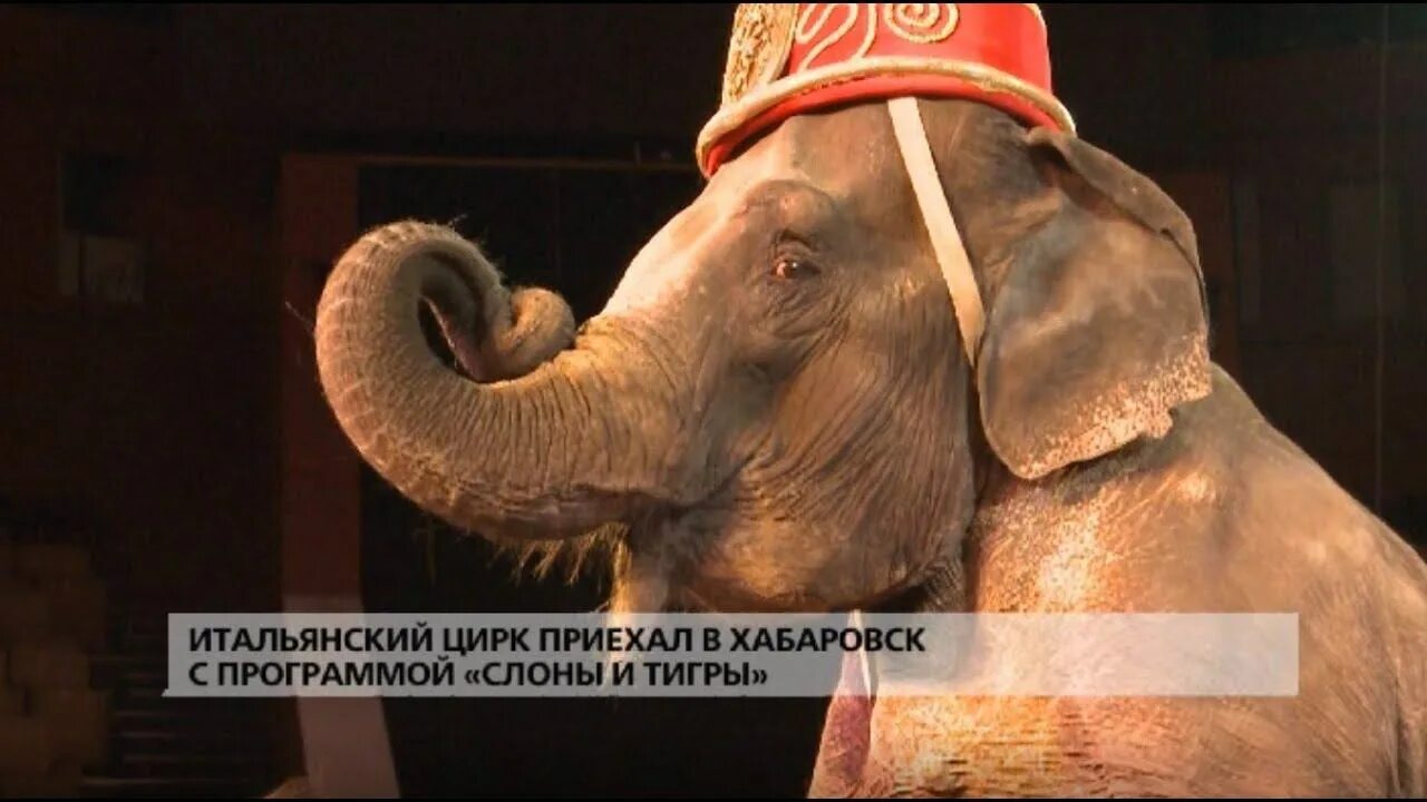 Слоник программа