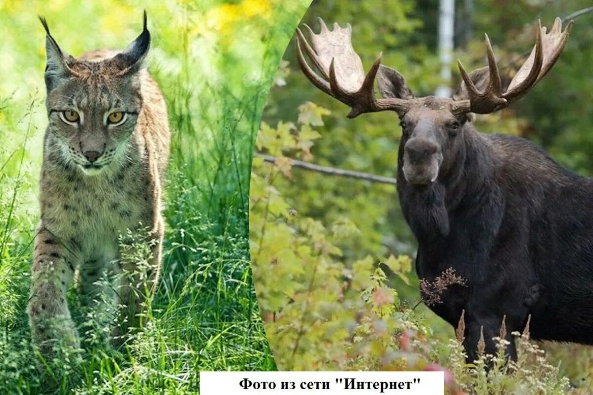 лось и медведь. лось рысь кабан. двухгодовалый медведь. лось природная зона. млекопитающие медведь.