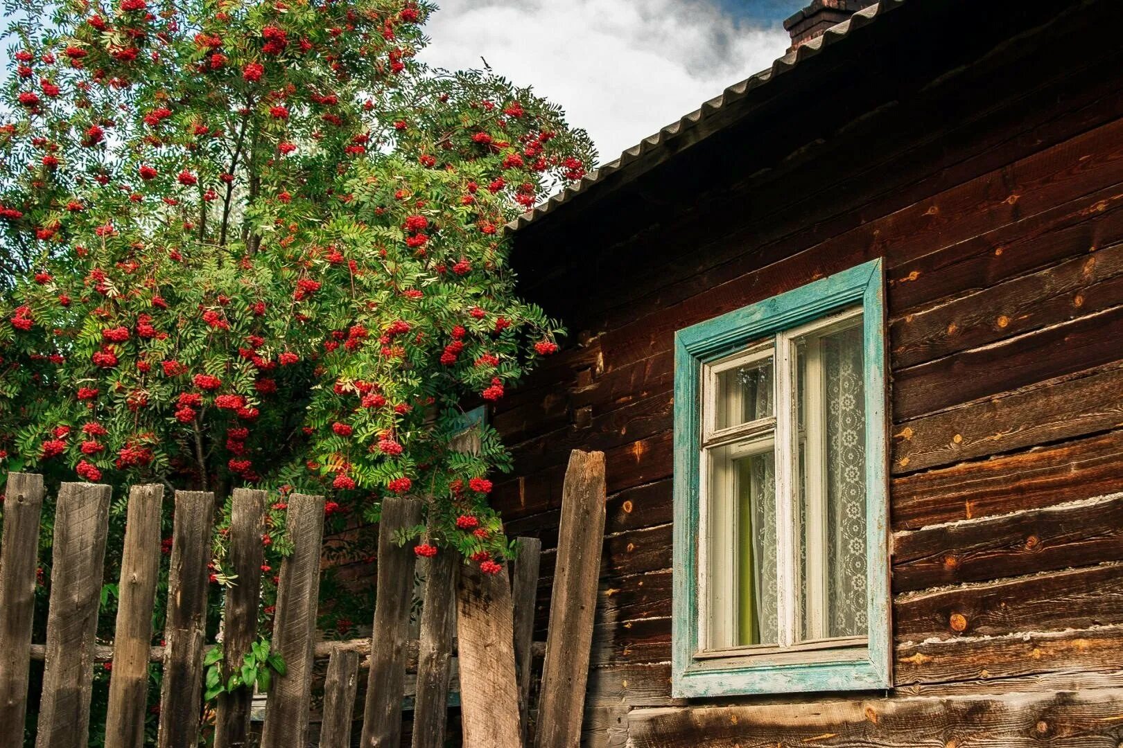 Яблоня во дворе. Палисад рябина деревня. Палисад мальвы деревня. Палисад деревня кусты. Деревенский домик.