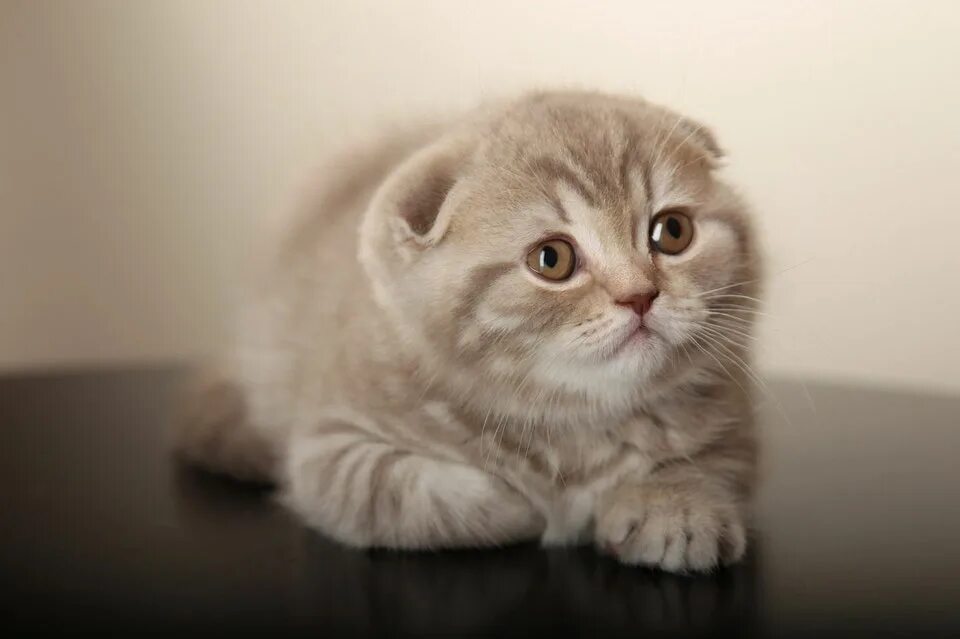 шотландская вислоухая скоттиш фолд шиншилла. скоттиш-фолд шотландская вислоухая кошка. скоттиш фолд камео. цвет шотландских вислоухих котят. котята скоттиш фолд вислоухие лиловые.