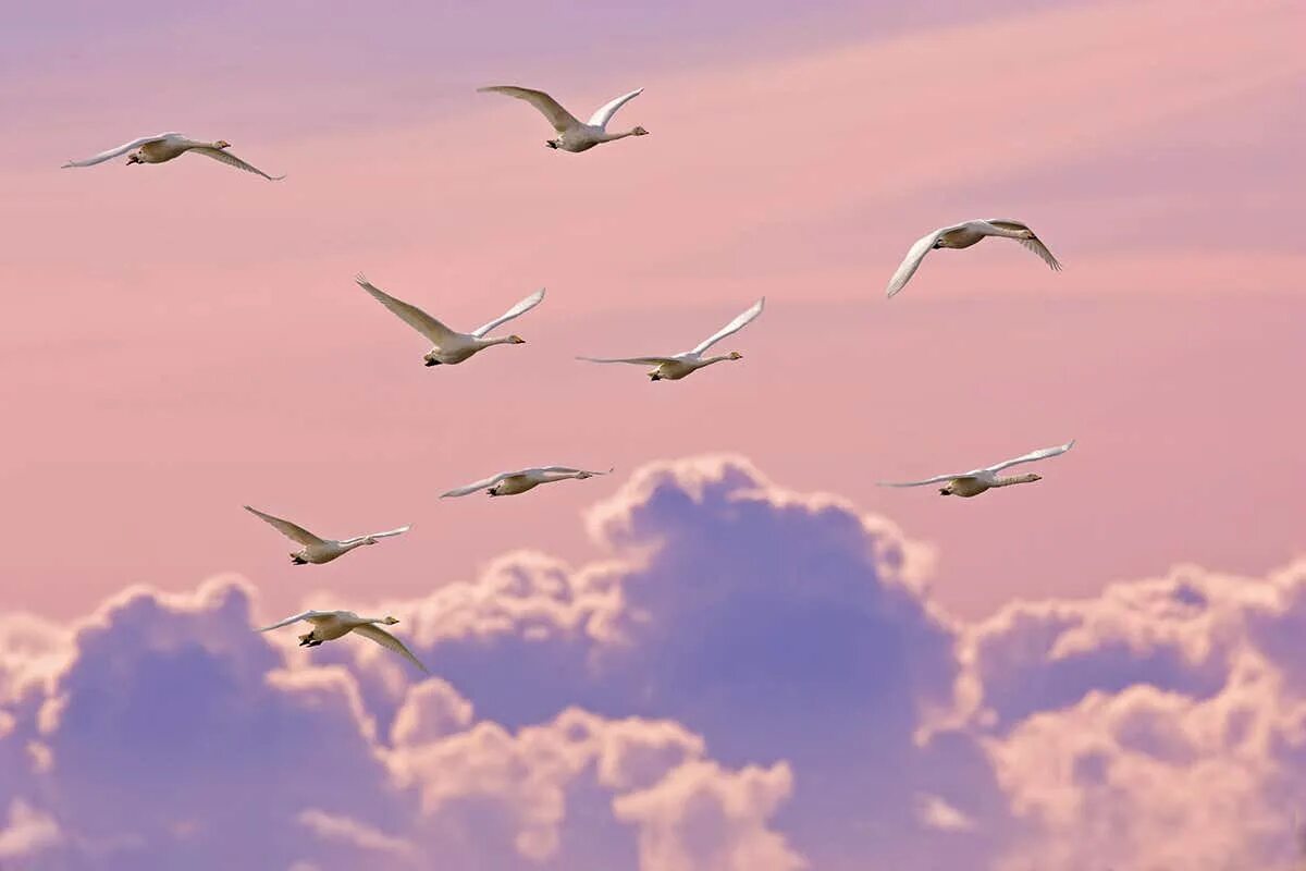 Стая лебедей. Лебеди в небе. Птицы улетают. Стая лебедей в небе. Bird fly high