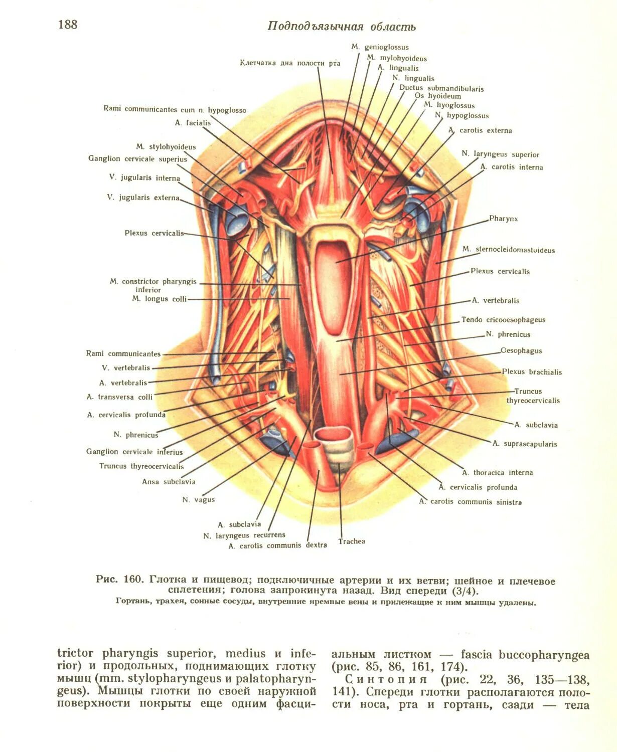 Нерв глотки. Глотка анатомия синтопия. Гортань задняя стенка анатомия. Гортанная часть глотки синтопия. Глотка анатомия рисунок на латыни.