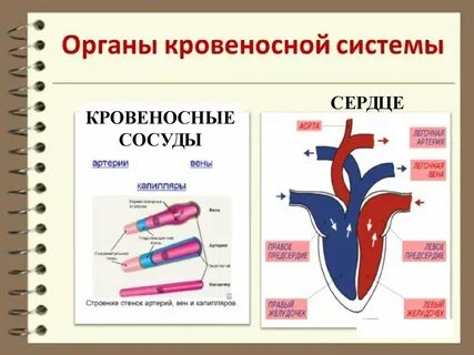 Органы кровообращения строение и работа