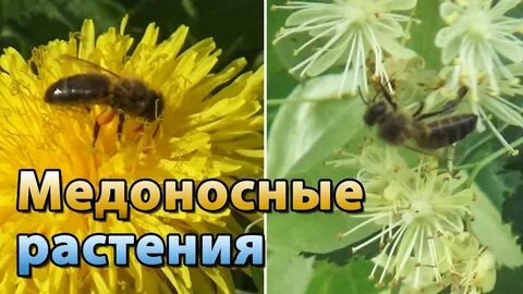 Растения выделяющие нектар