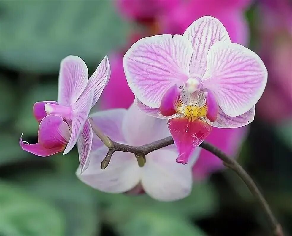 Orchidee Orchids, Flowers, Orchid flower