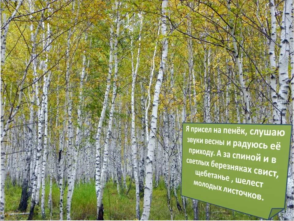 весна шум. звуки весны текст.